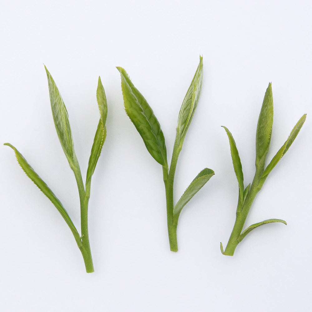 Fuding Silver Needles