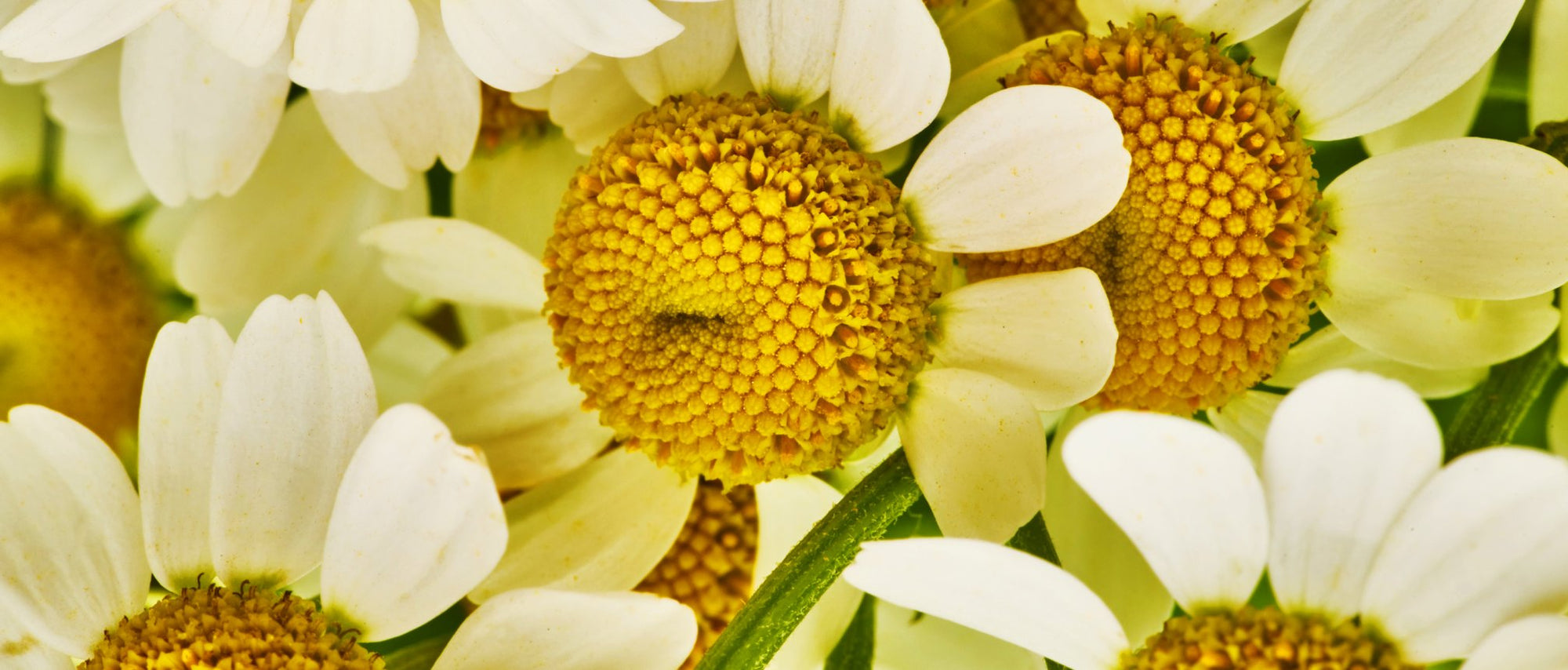 Golden Chamomile Blossoms
