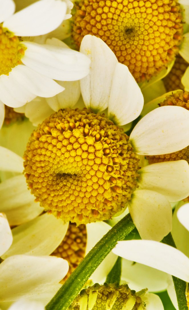 Golden Chamomile Blossoms