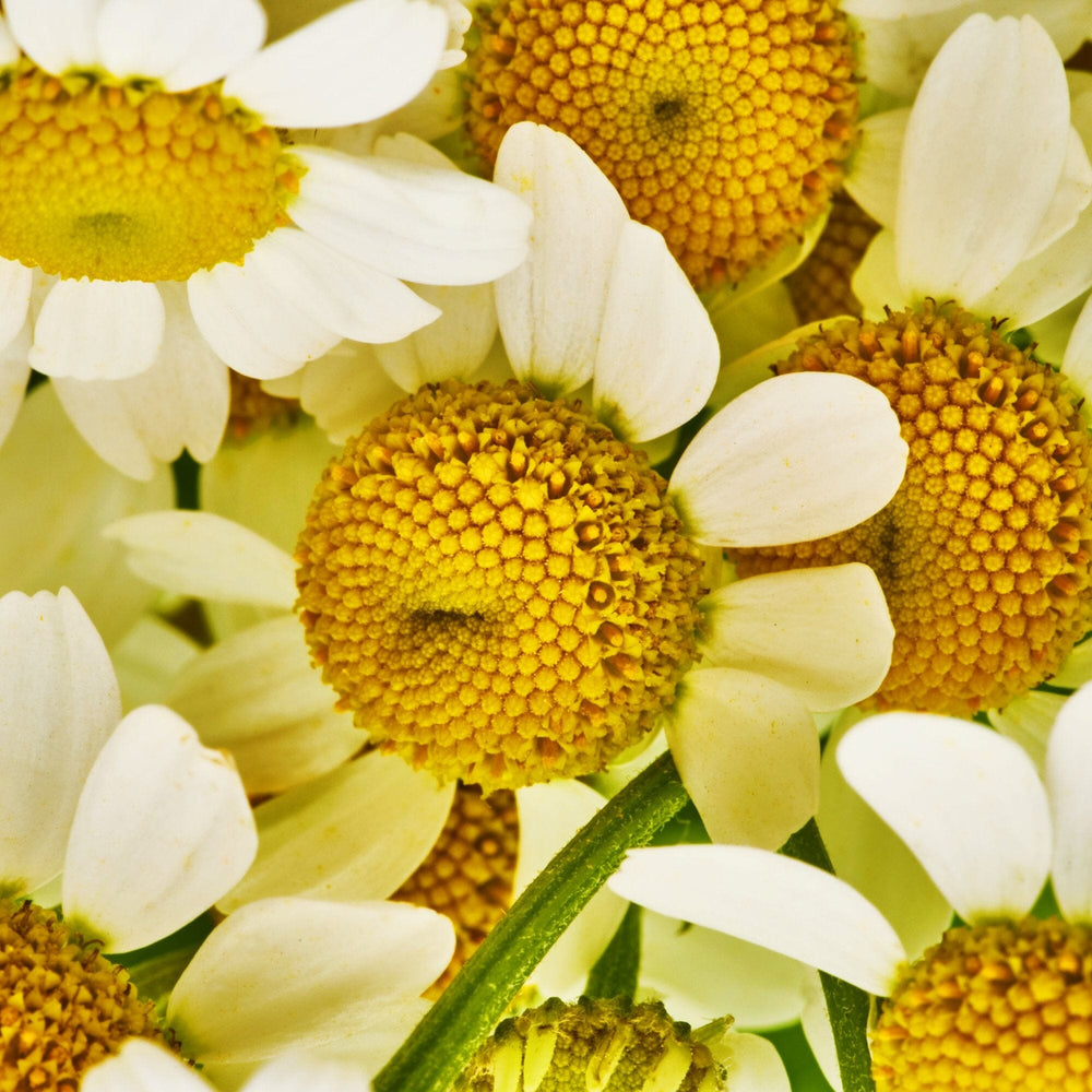 Golden Chamomile Blossoms