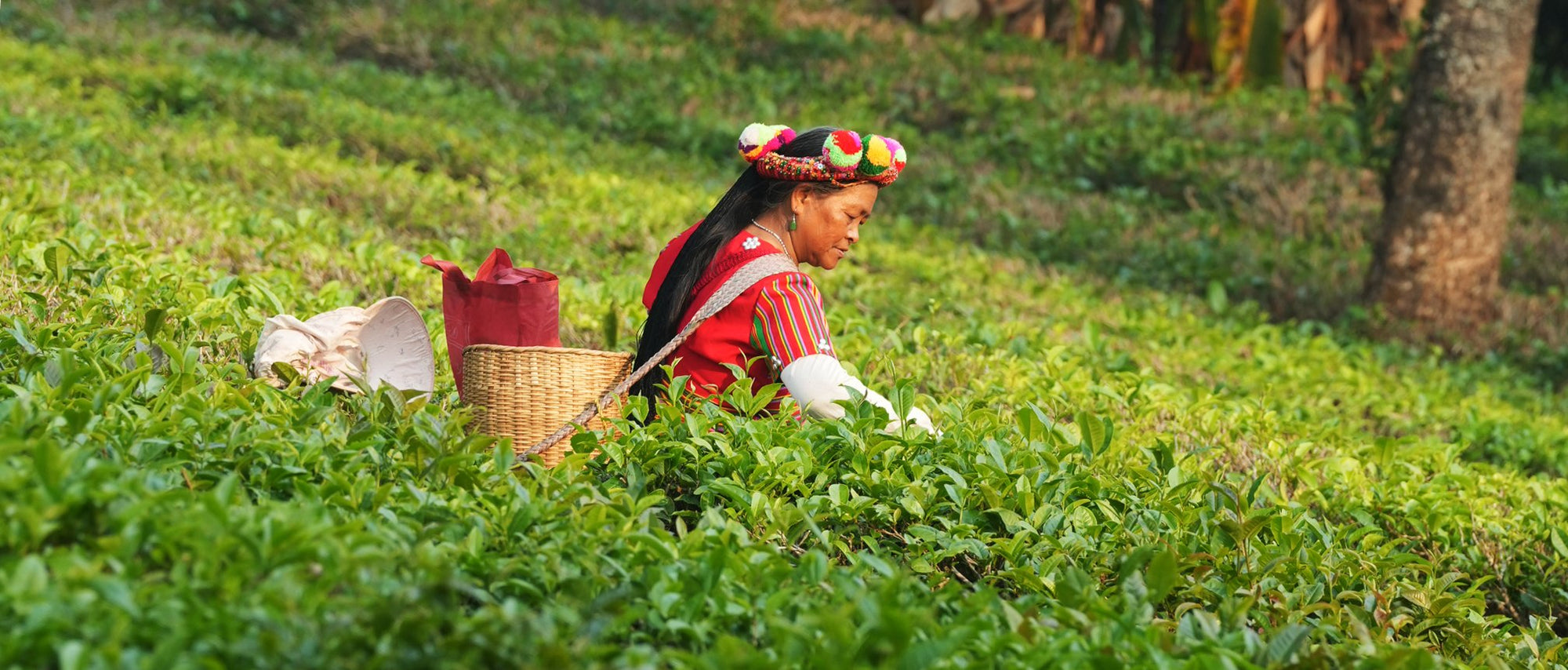 Golden Yunnan