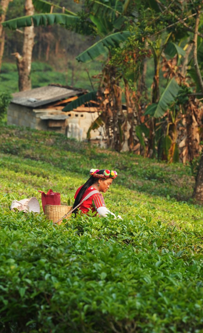 Golden Yunnan