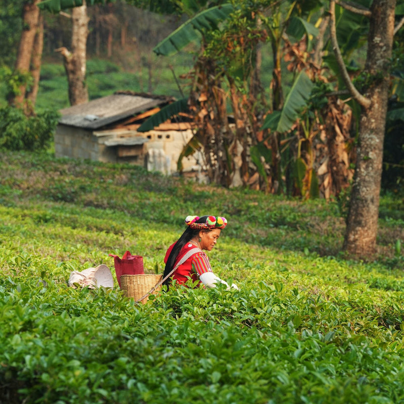 Golden Yunnan