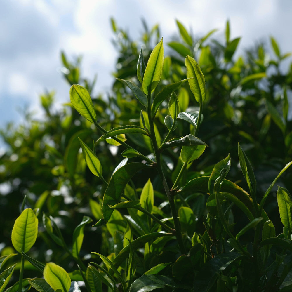 Gongnong Shaiqing Premium 2025 Vintage