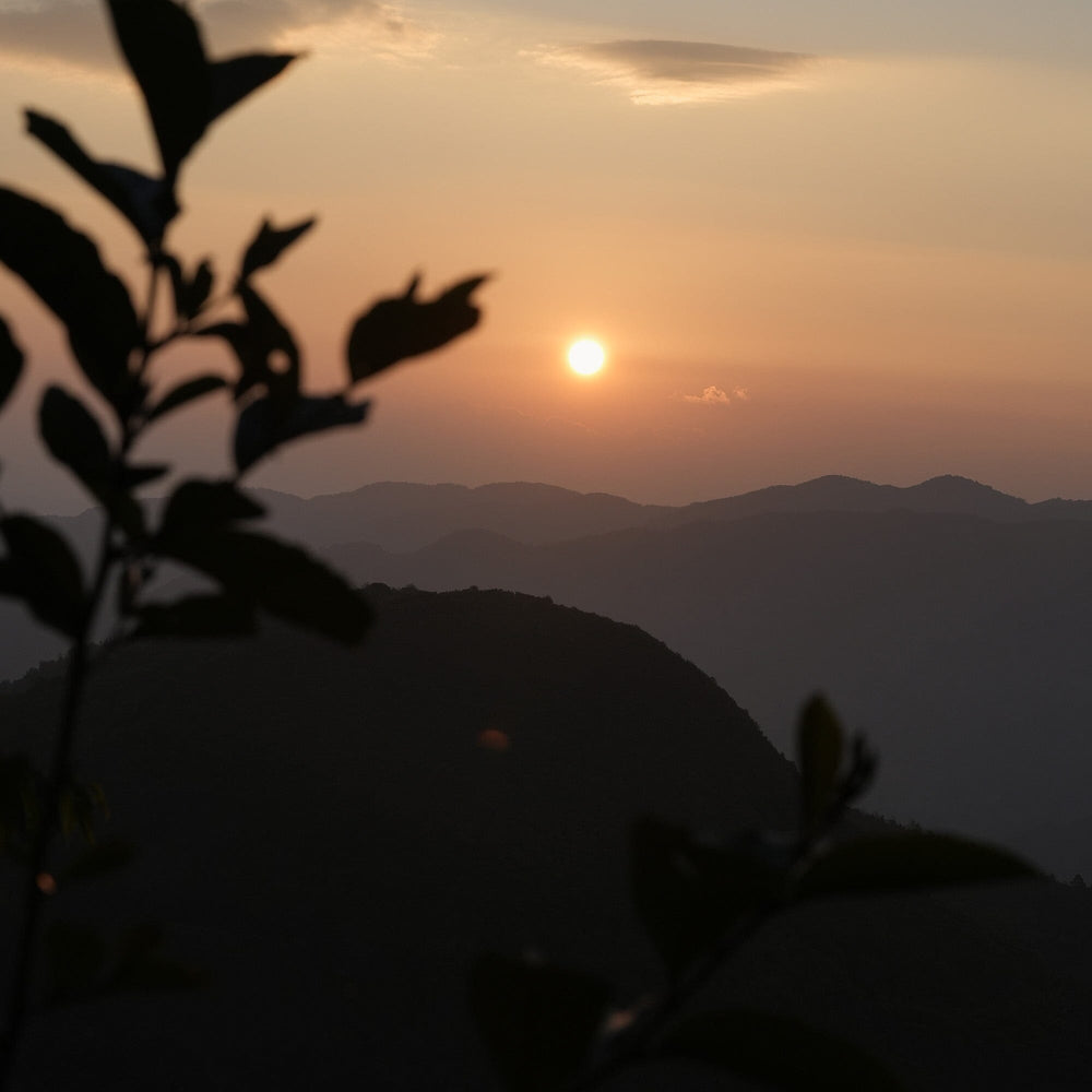 Gongnong Shaiqing Premium 2025 Vintage