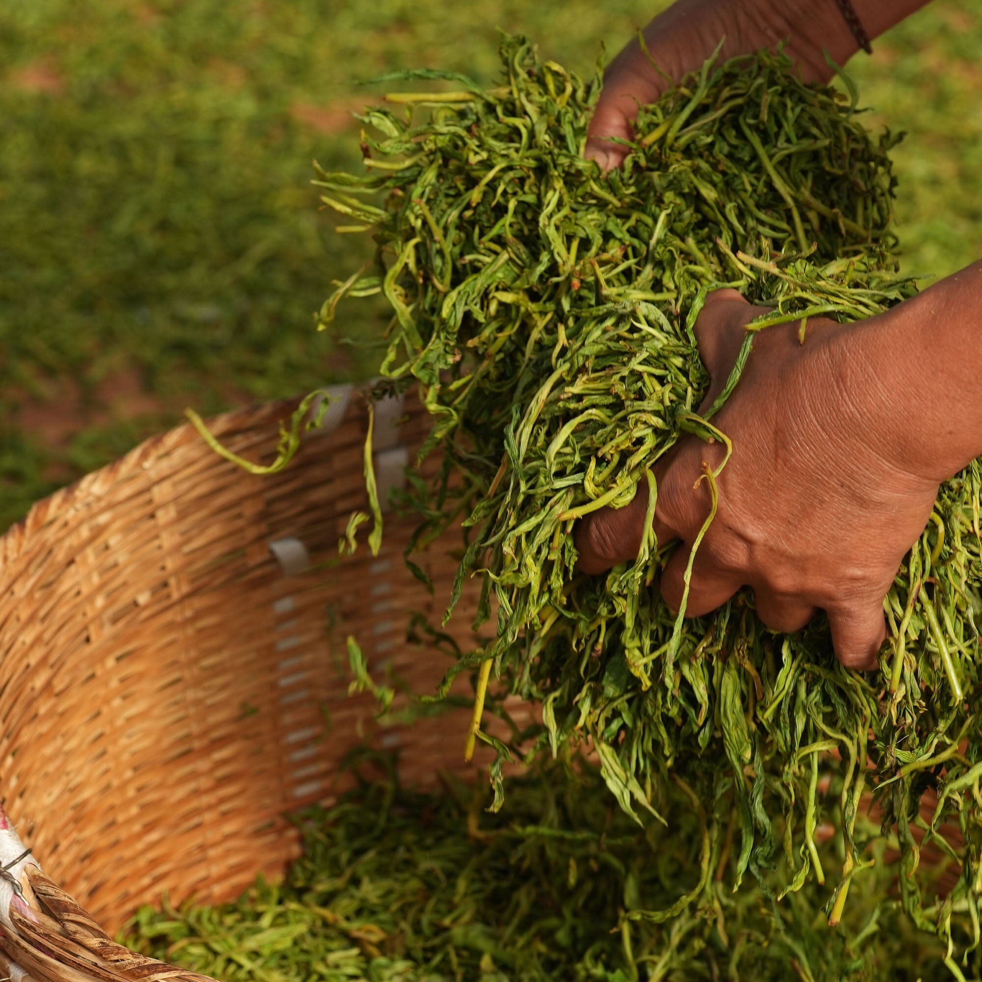 Gongnong Shaiqing Premium 2025 Vintage