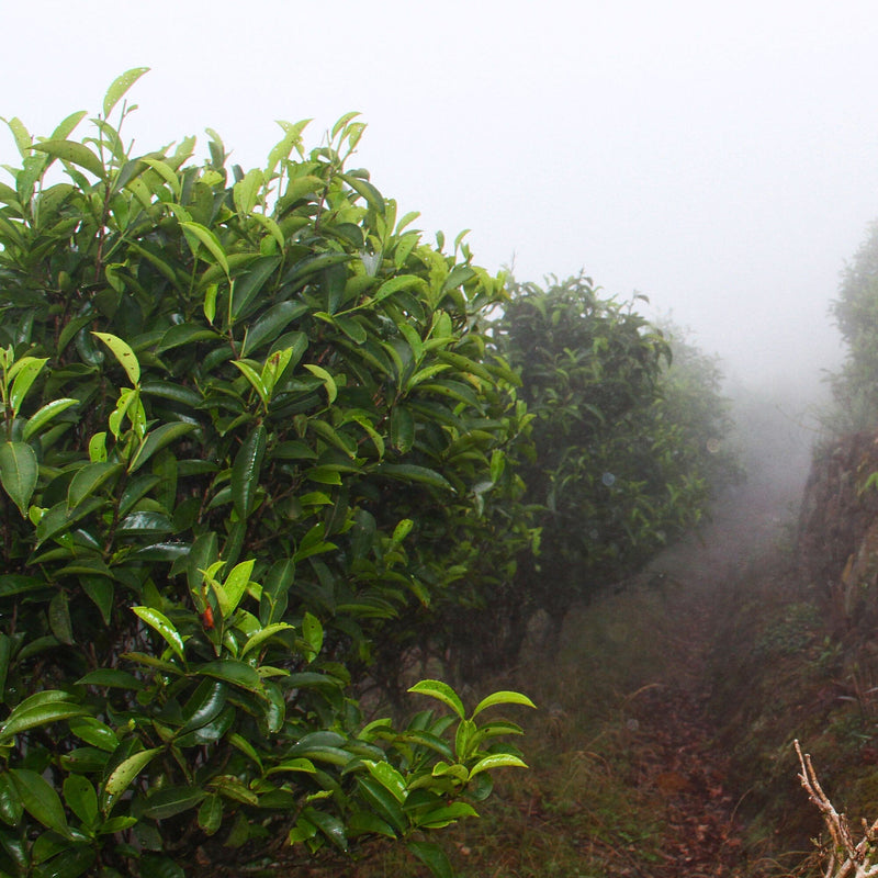Phoenix Dancong Lan Hua Xiang