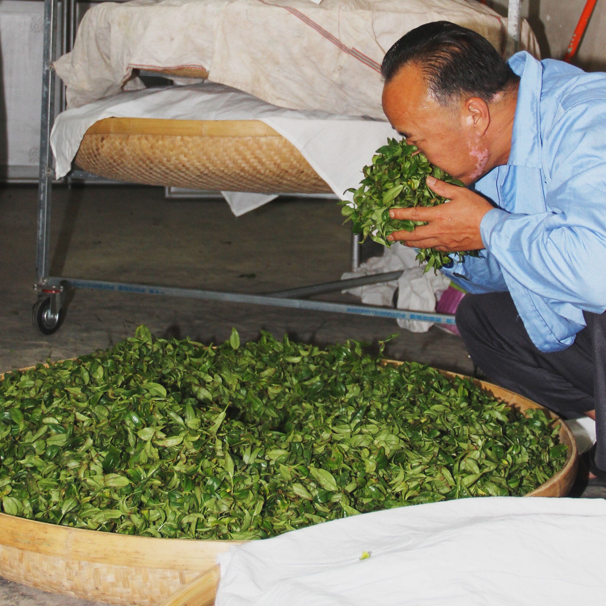 Phoenix Dancong Lan Hua Xiang