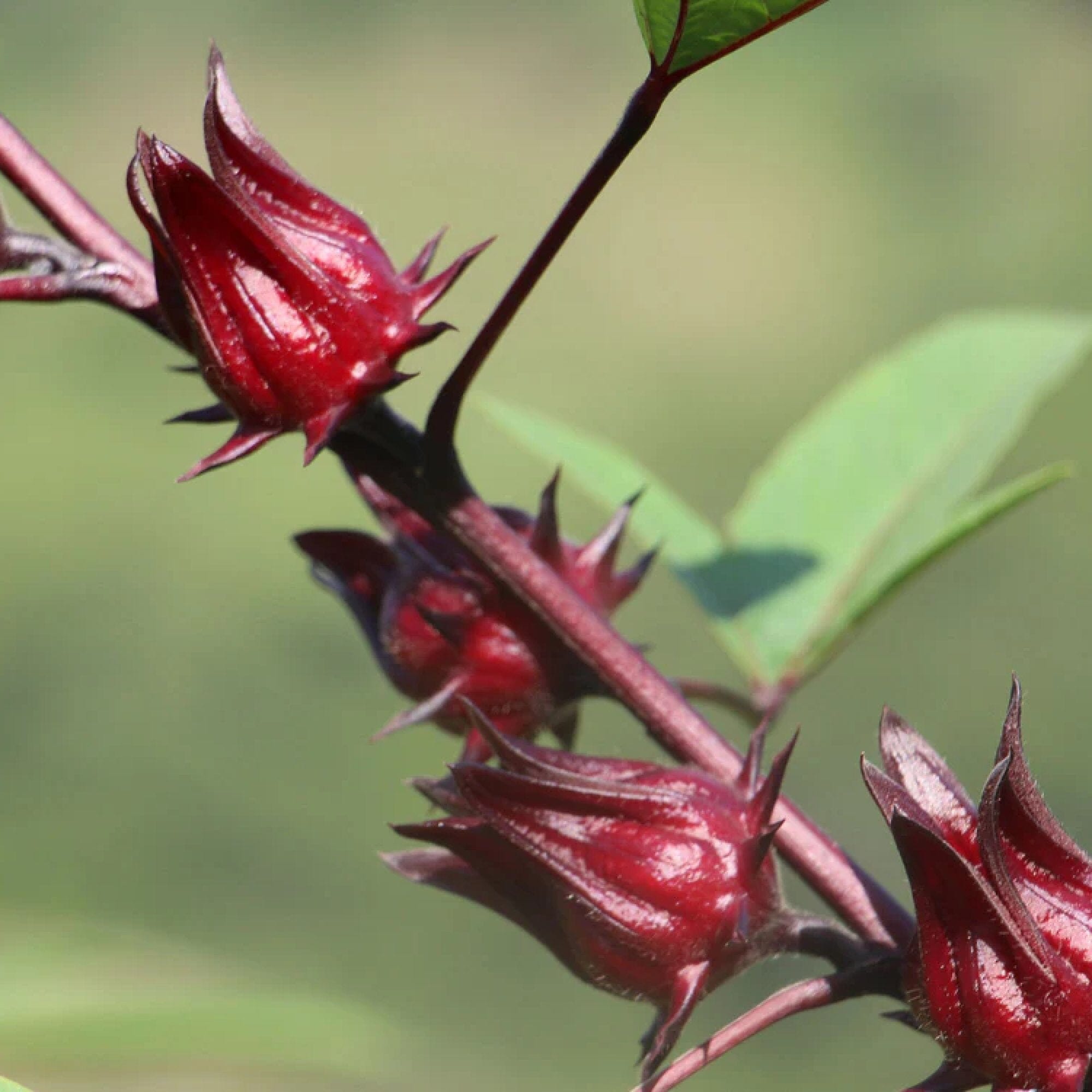 Hibiscus Berry