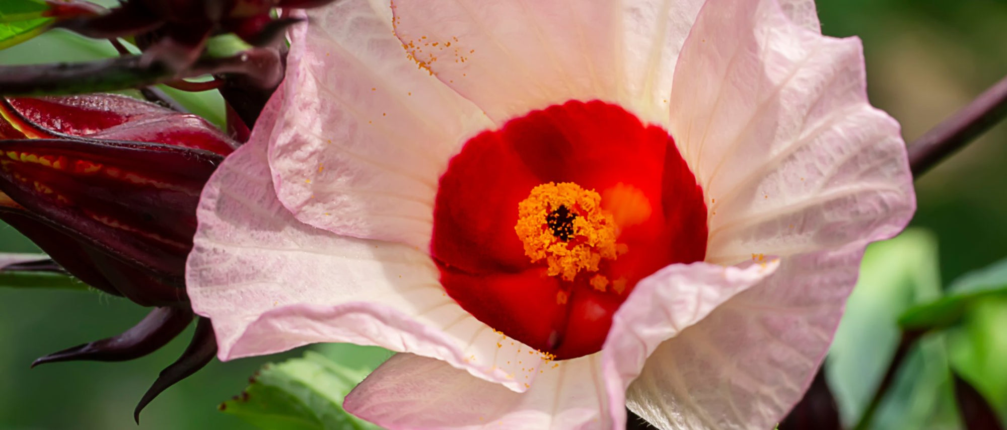 Hibiscus