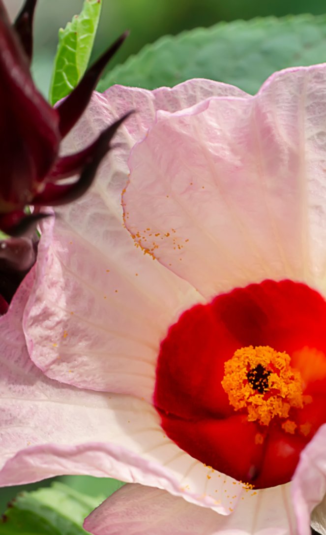 Hibiscus