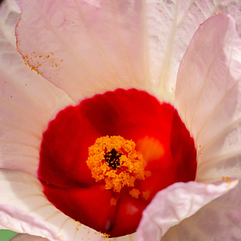Hibiscus