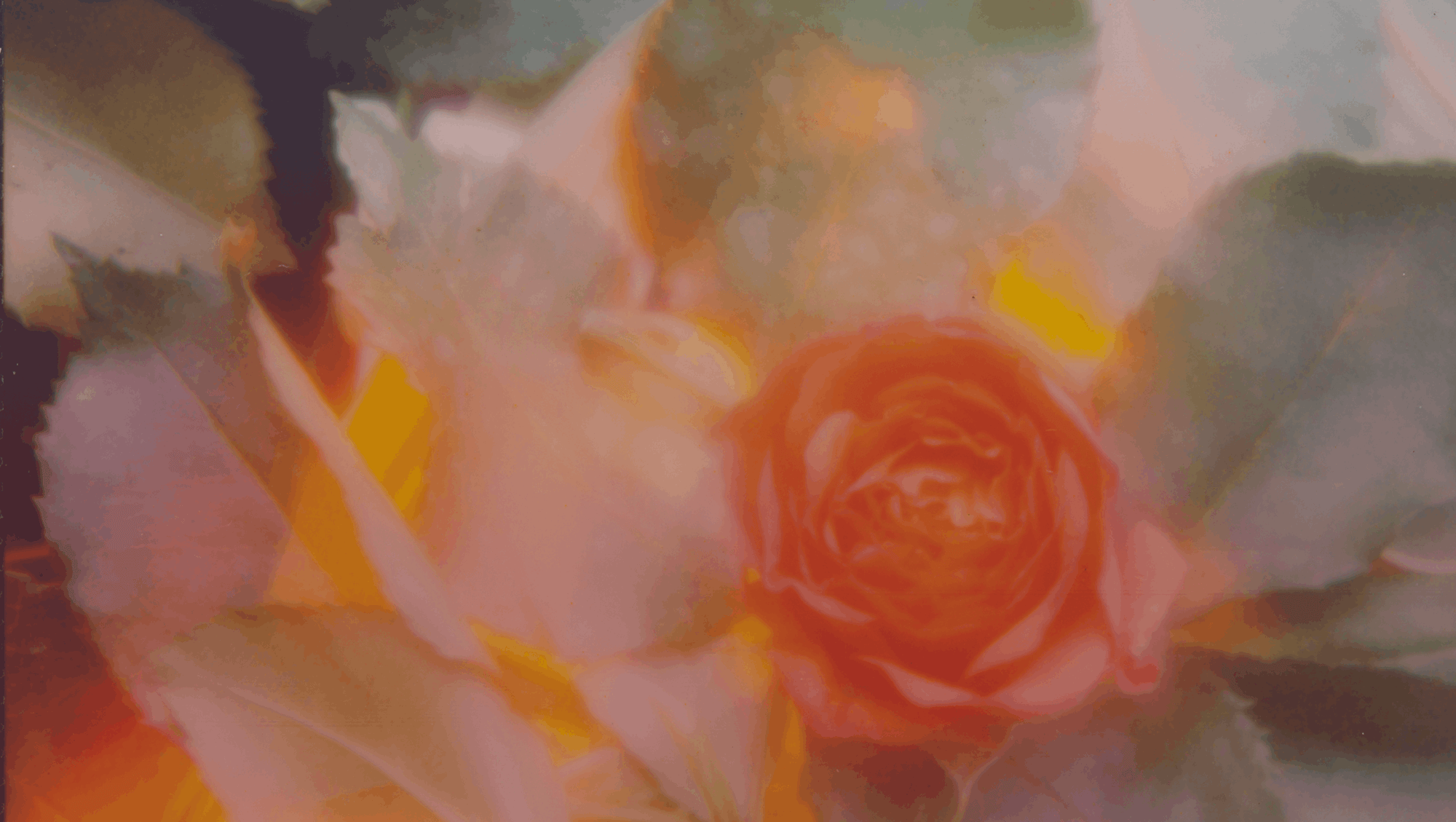 Close-up of a pink flower with a blurred background