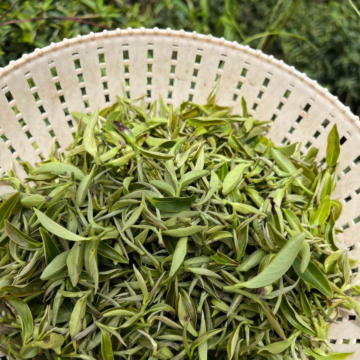 A white basket filled with freshly picked Ruan Zhi green tea leaves from Rishi Tea & Botanicals, set against a backdrop of lush greenery.