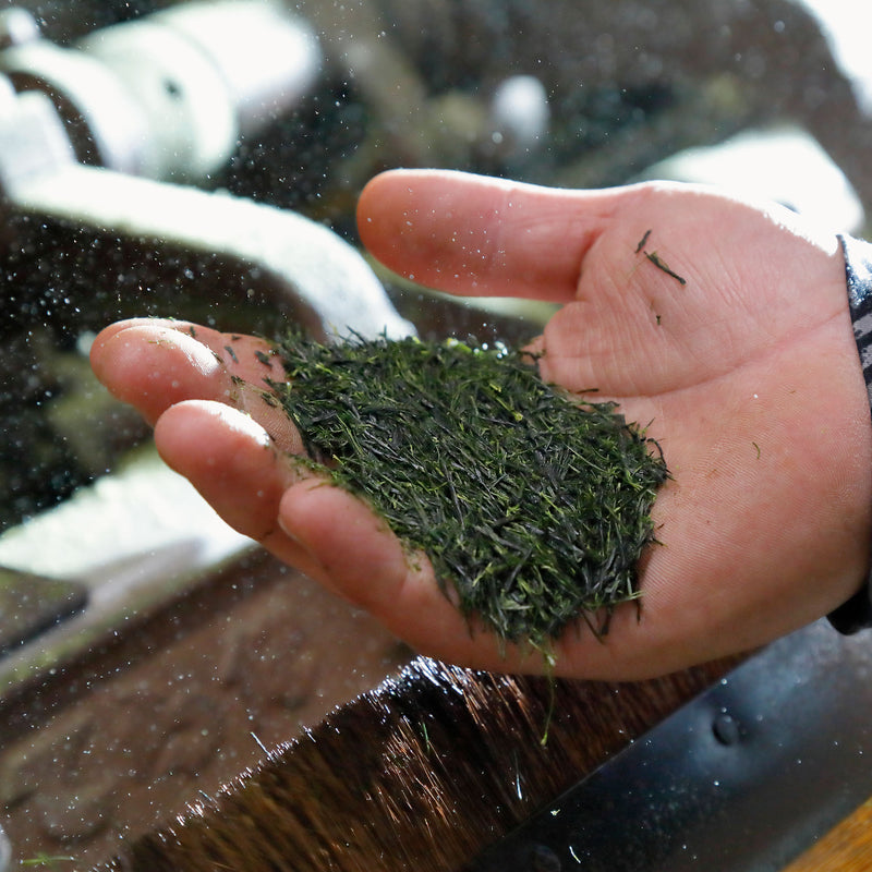 Nishi-san’s Hand-Picked Saemidori Shincha hover image