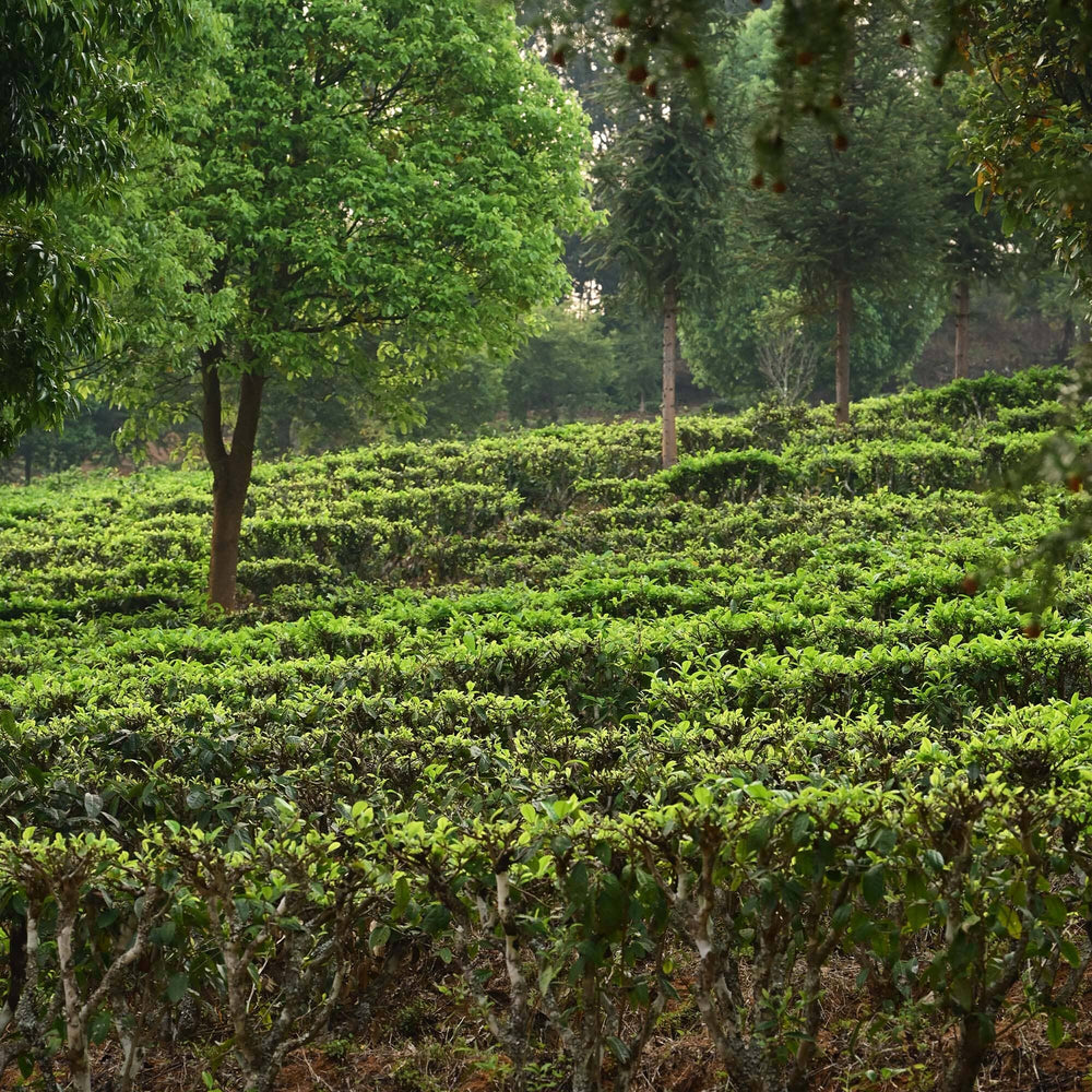 Jasmine Silver Needles