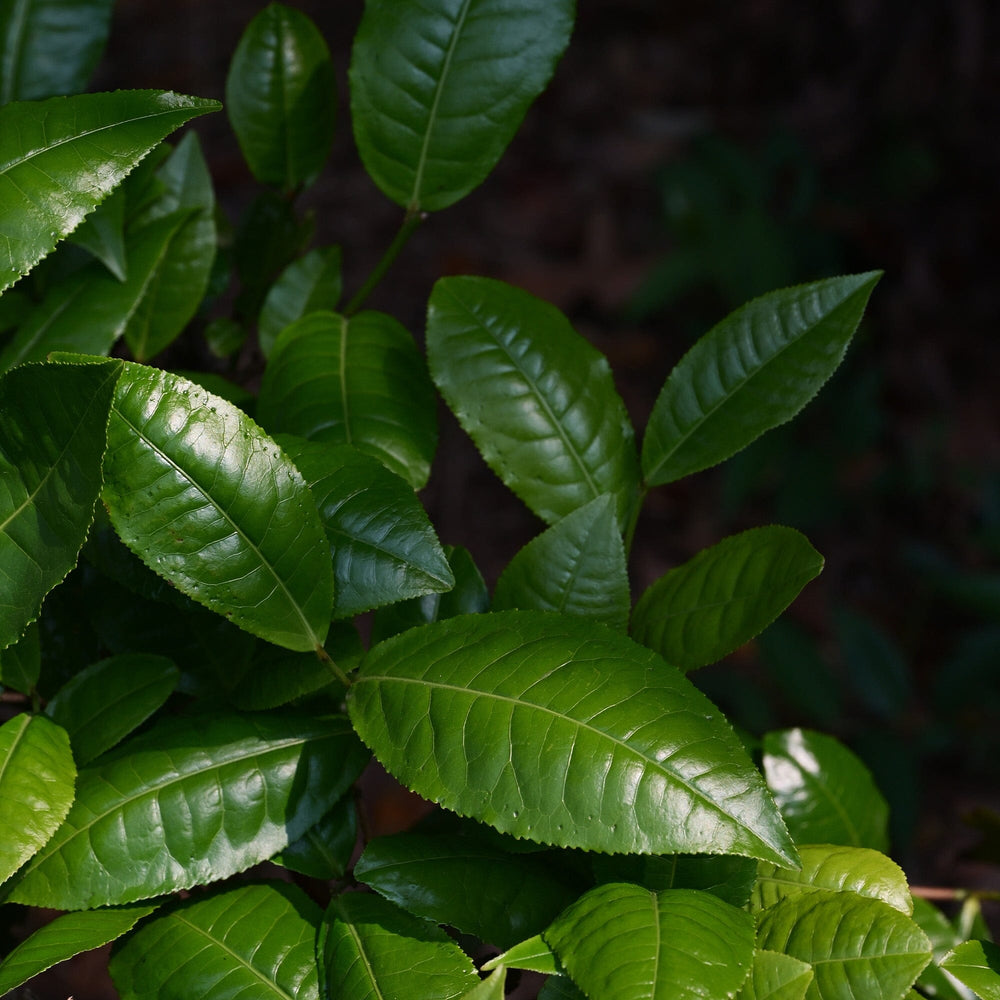 Jasmine Silver Needles