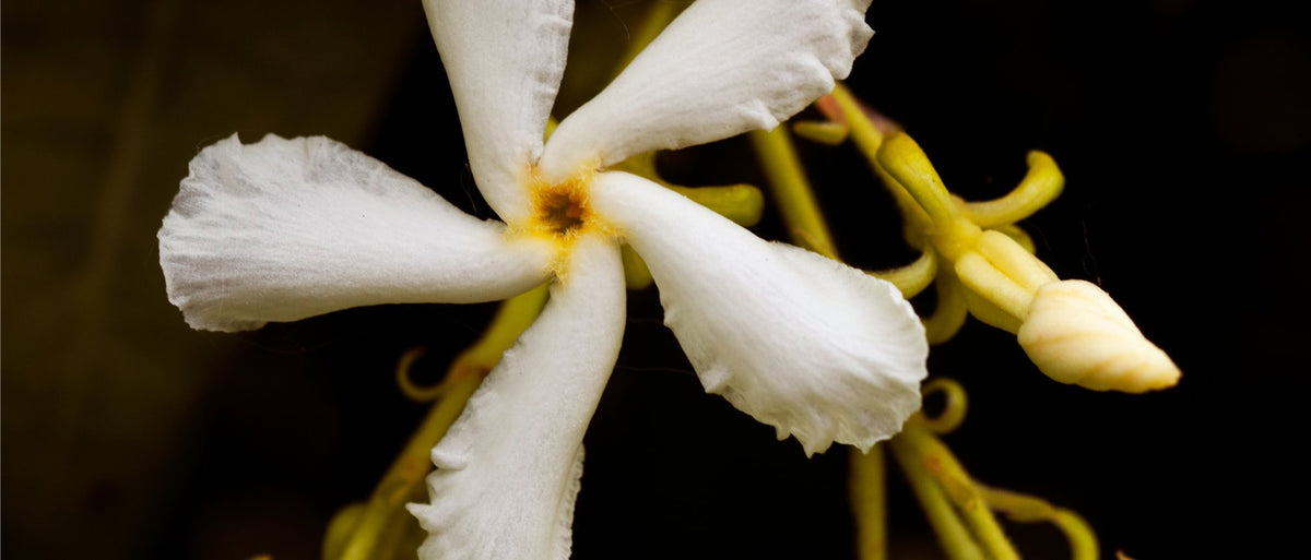 Jasmine