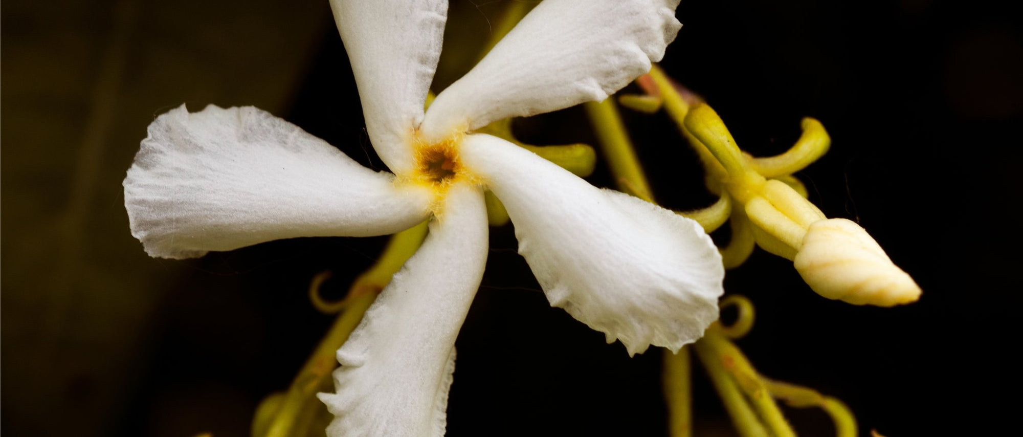Jasmine