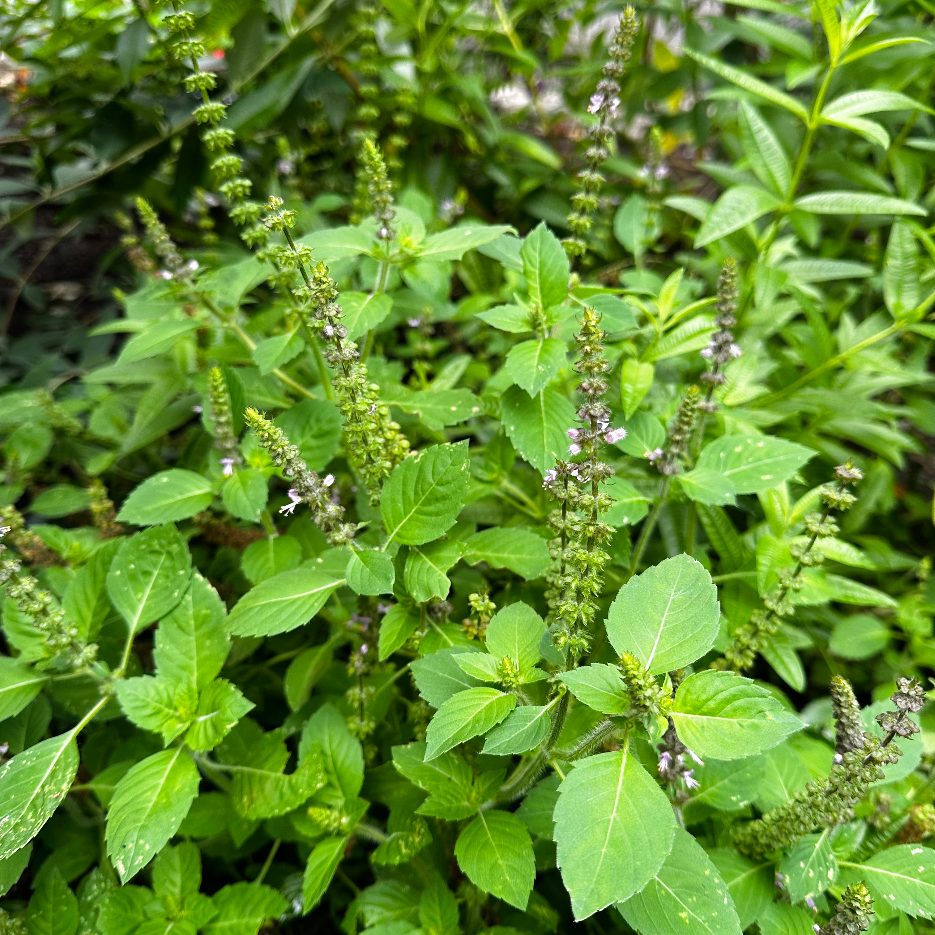 Cinnamon Tulsi Spice