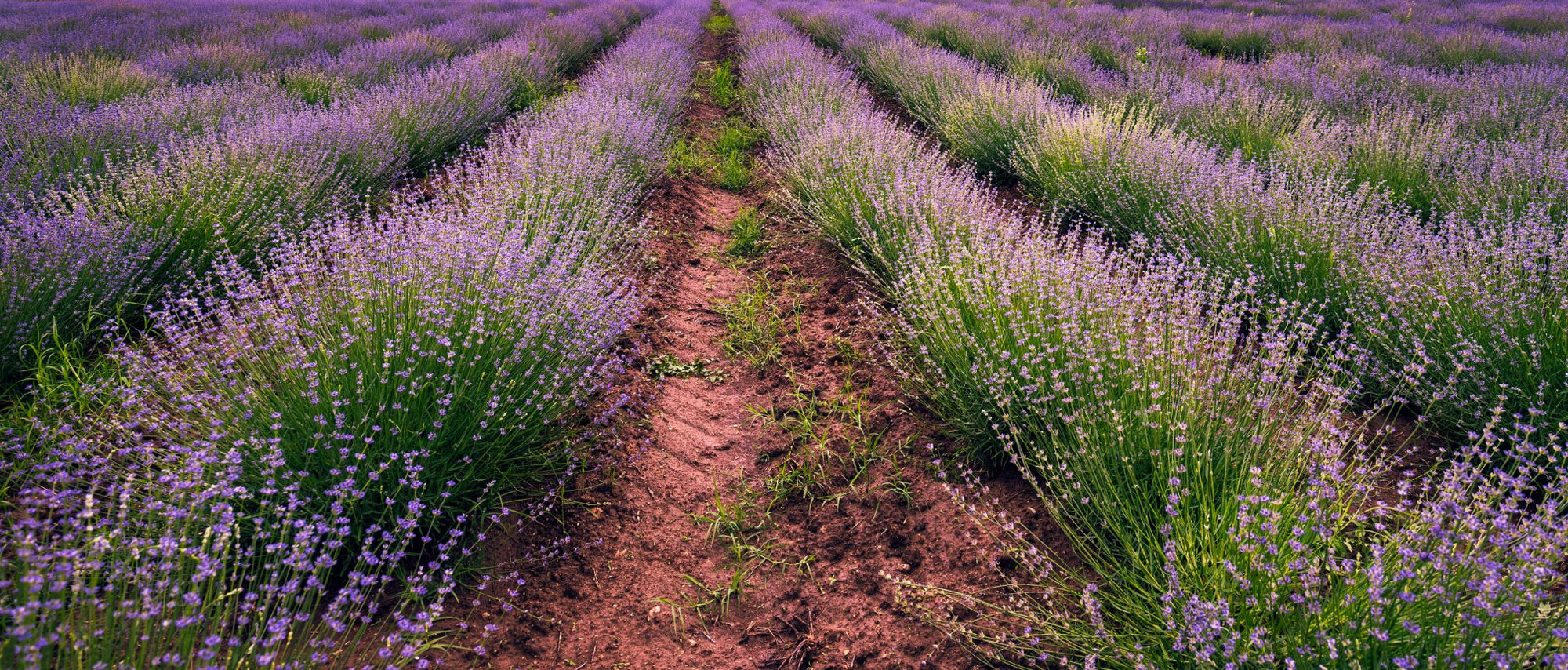 Lavender Mint