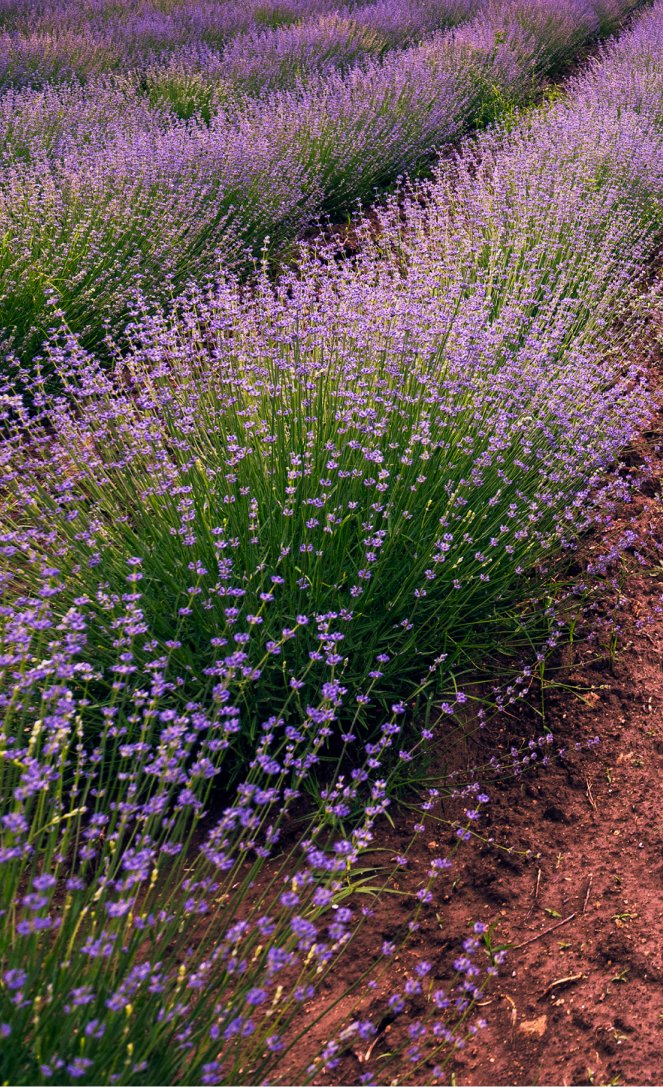 Lavender Mint