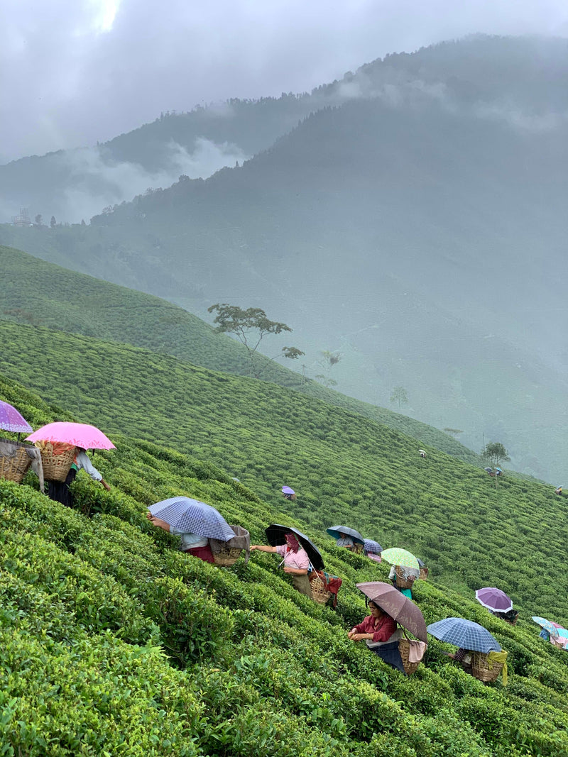 People with umbrellas and baskets harvest tea leaves on a lush, green hillside at the Lingia estate, with the misty mountains of Golden Valley in the background, where Rishi Tea & Botanicals produces Darjeeling First Flush Lingia DJ2.