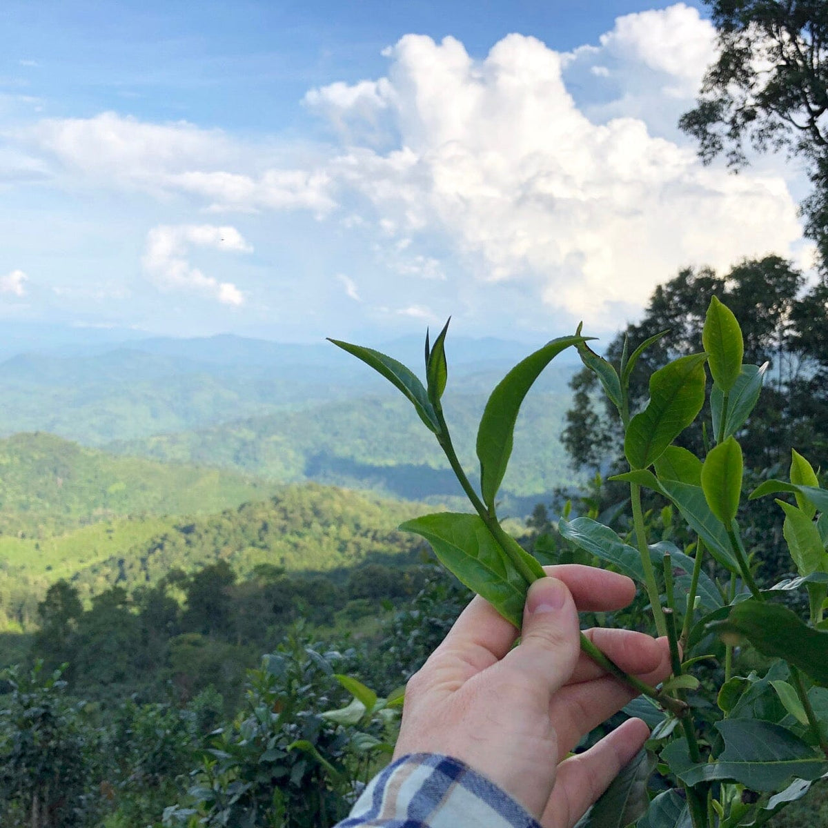 A person holding a London Fog Concentrate from Rishi Tea & Botanicals in front of a mountain, brewing black teas.