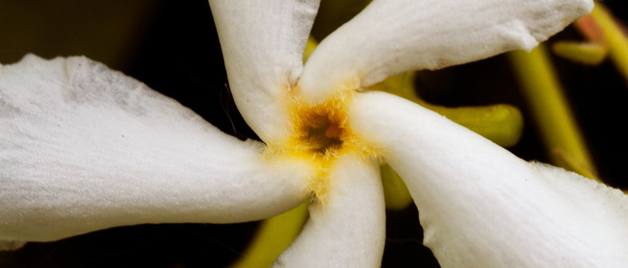 Moonlight Jasmine