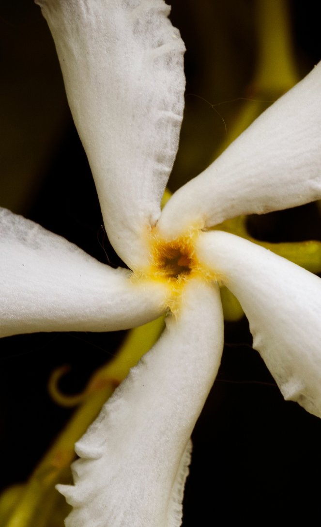 Moonlight Jasmine