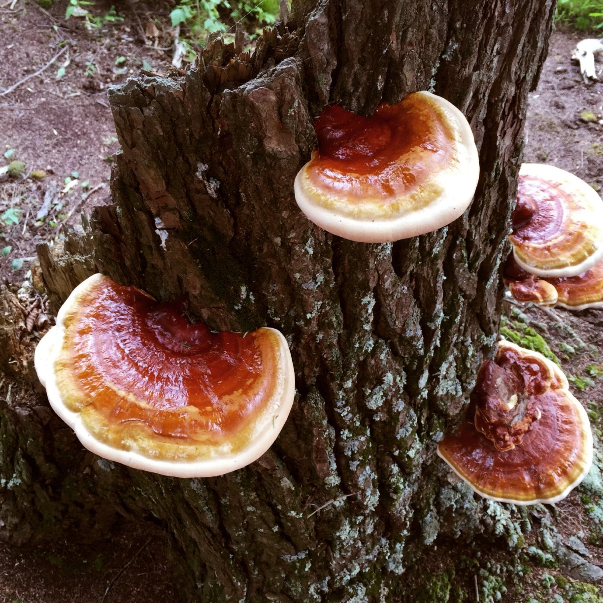 Mushroom Hero