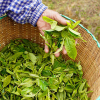 Old Trees Lincang Sheng Pu’er Cake