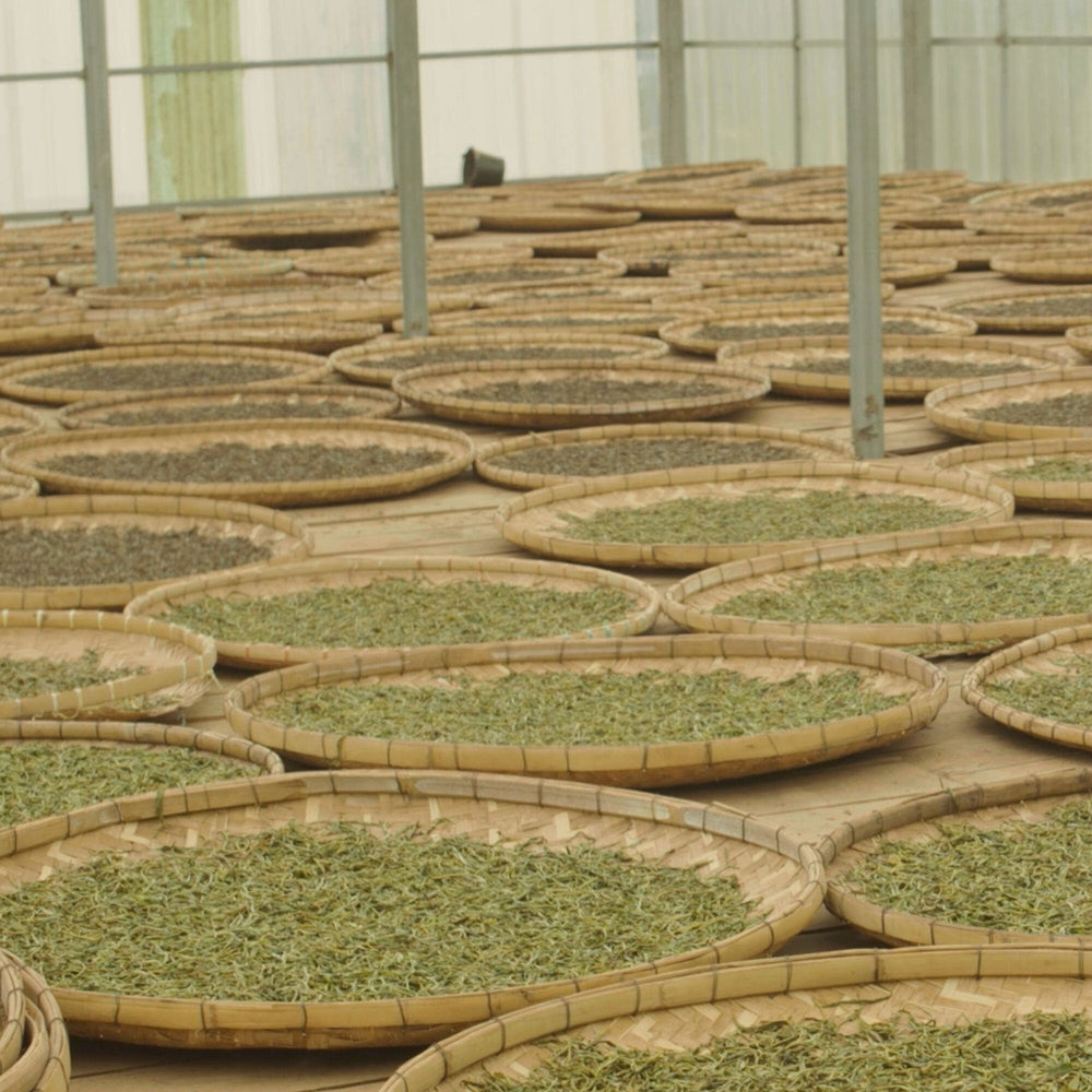 Laos Sheng Pu’er Tea Cake Vintage 2022