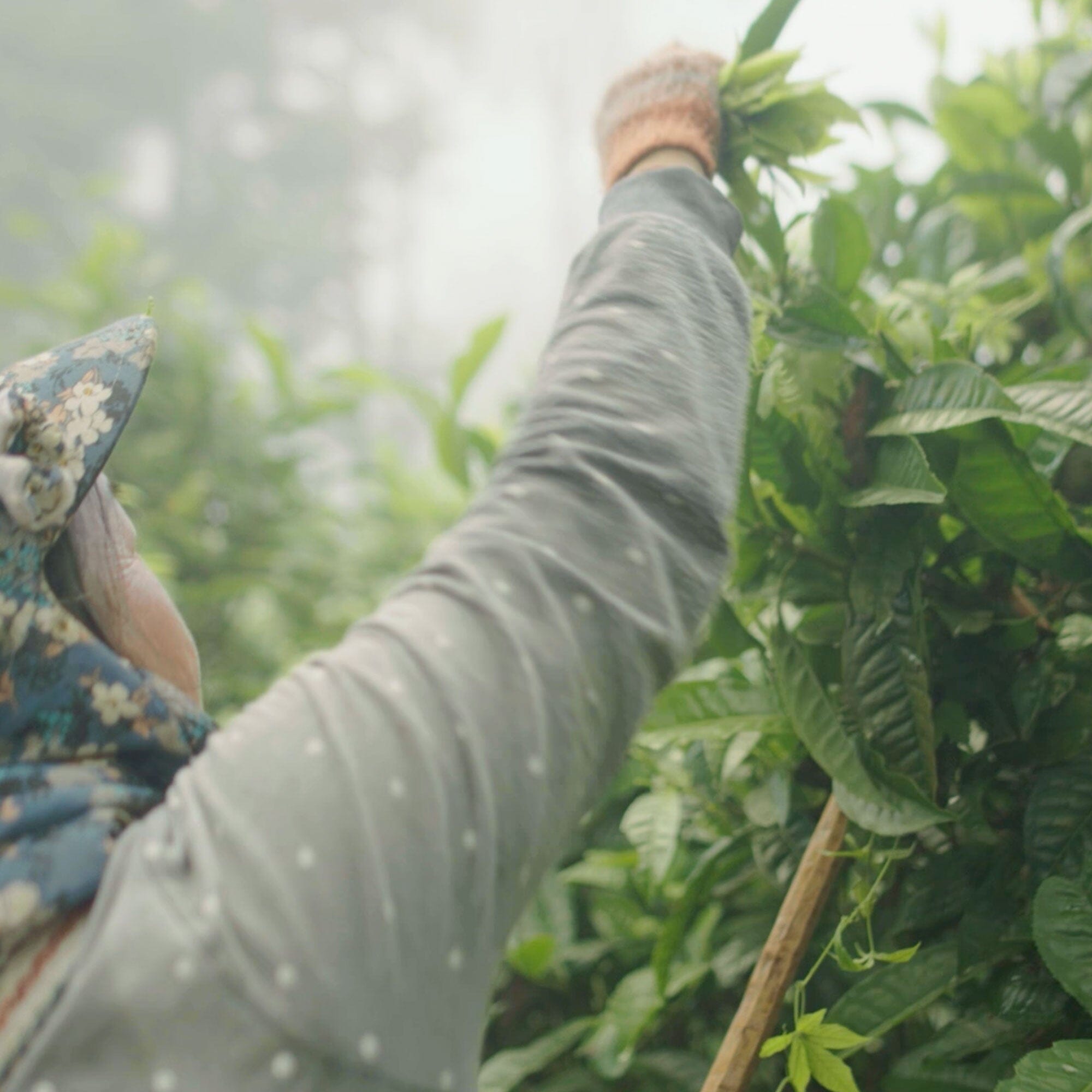 Laos Sheng Pu’er Tea Cake Vintage 2022