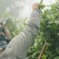 Laos Sheng Pu’er Tea Cake Vintage 2022