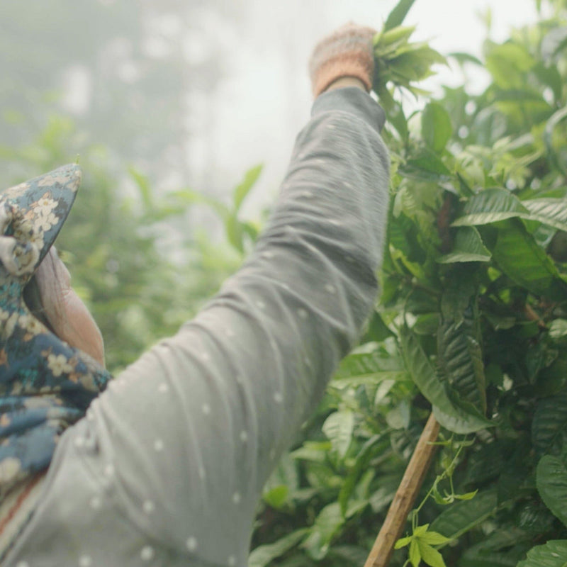 Laos Sheng Pu’er Tea Cake Vintage 2022