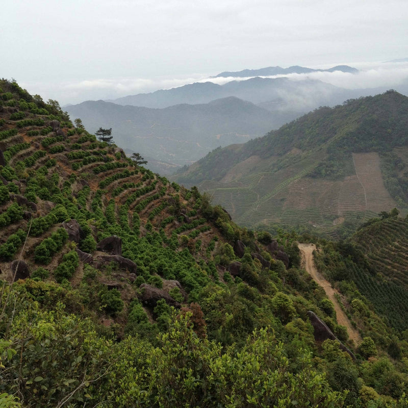 Sloped agricultural terraces and green vegetation cover Phoenix Mountain's landscape, with distant mist-covered peaks and a dirt path winding through the scene. This area is renowned for its prized tea, particularly the exquisite Phoenix Dancong Mi Lan Xiang from Rishi Tea & Botanicals.