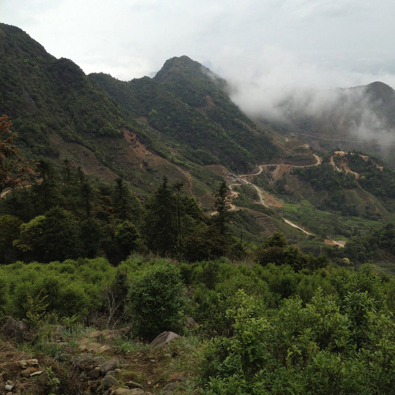 A view of a mountainous landscape with wooded areas, winding roads, and patches of fog rolling through the valleys, much like the intricate notes in Phoenix Dancong Song Zhong by Rishi Tea & Botanicals that invite you to savor each moment.