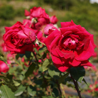 Rose Scented Dian Hong