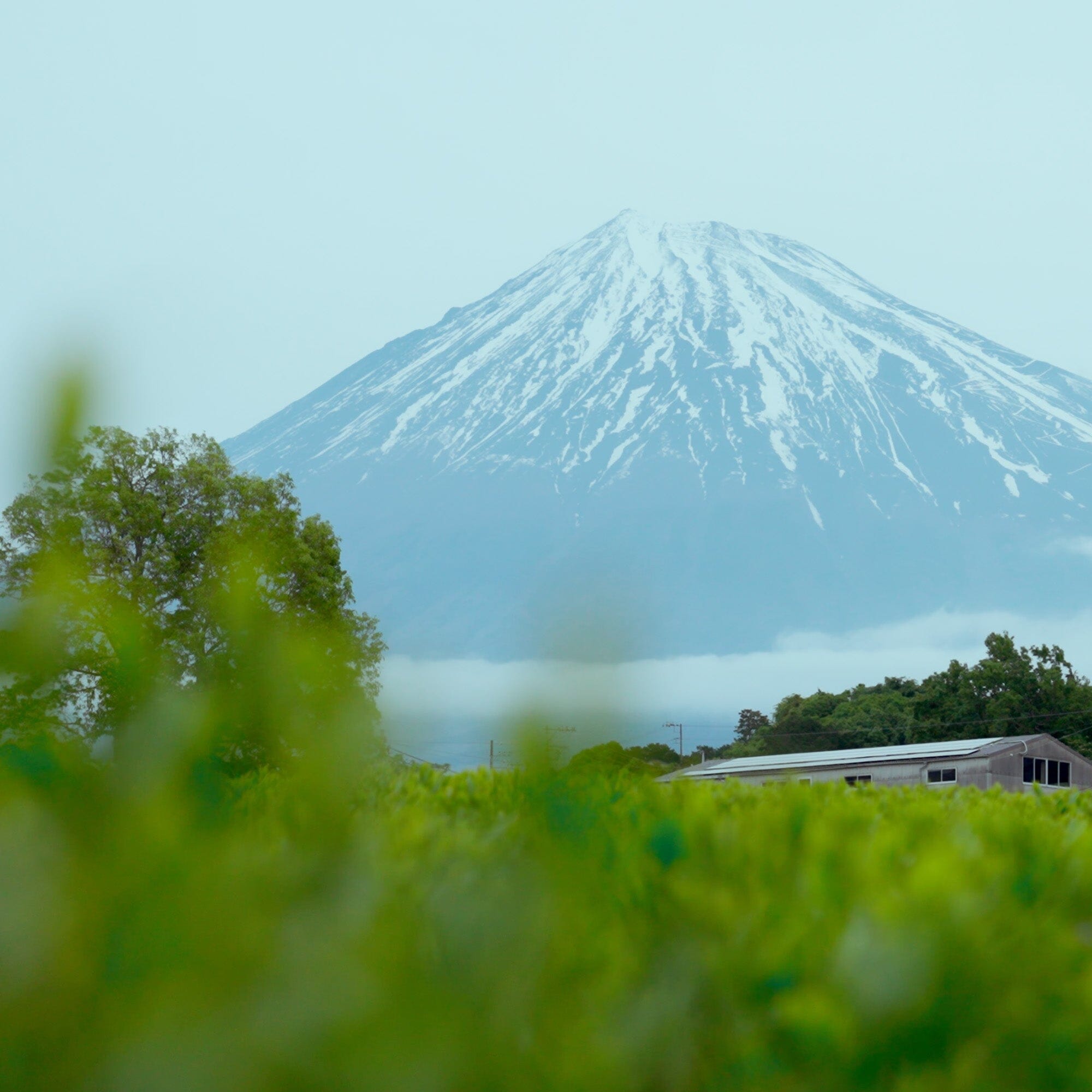 M's Fukamushi Kabuse Sencha