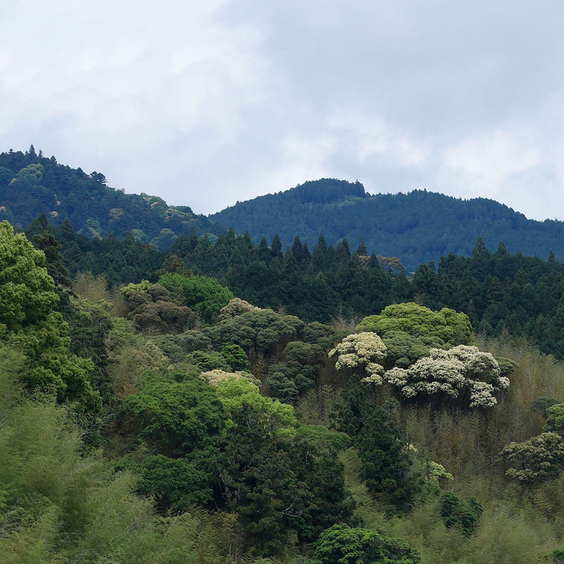 Kobayashi-san's Matcha Tsuyuhikari hover image