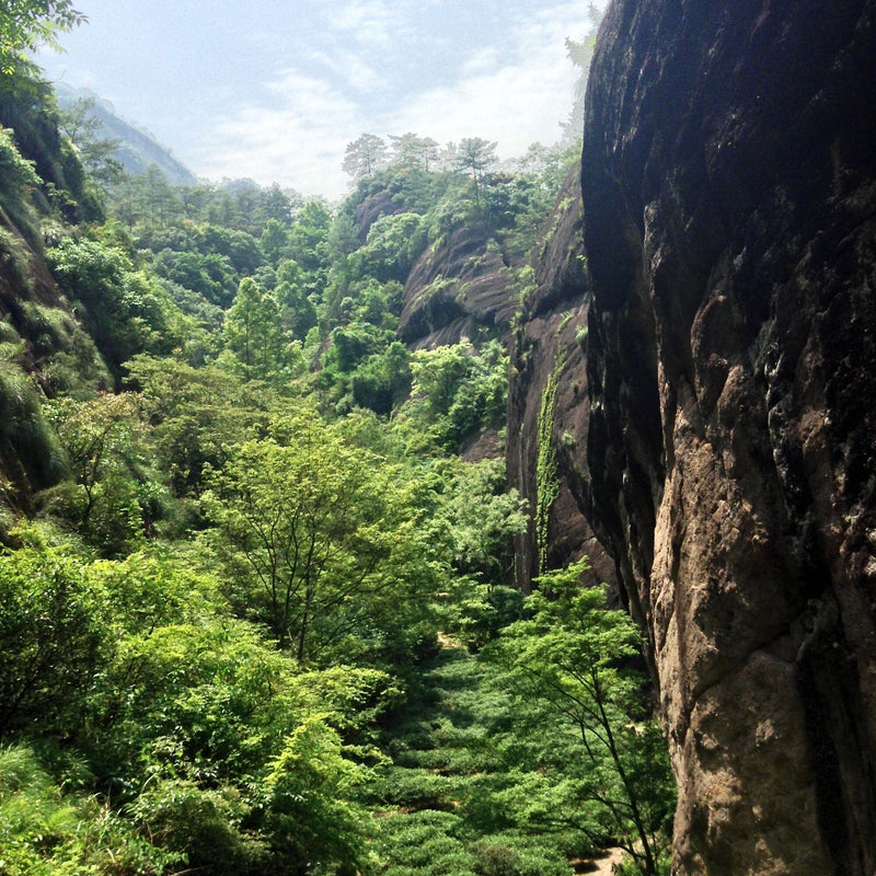 Dense green forest and foliage grow between tall cliffs under a partly cloudy sky, evoking the lush Wuyi landscape where Rishi Tea & Botanicals roast their oolong tea leaves to perfection.
