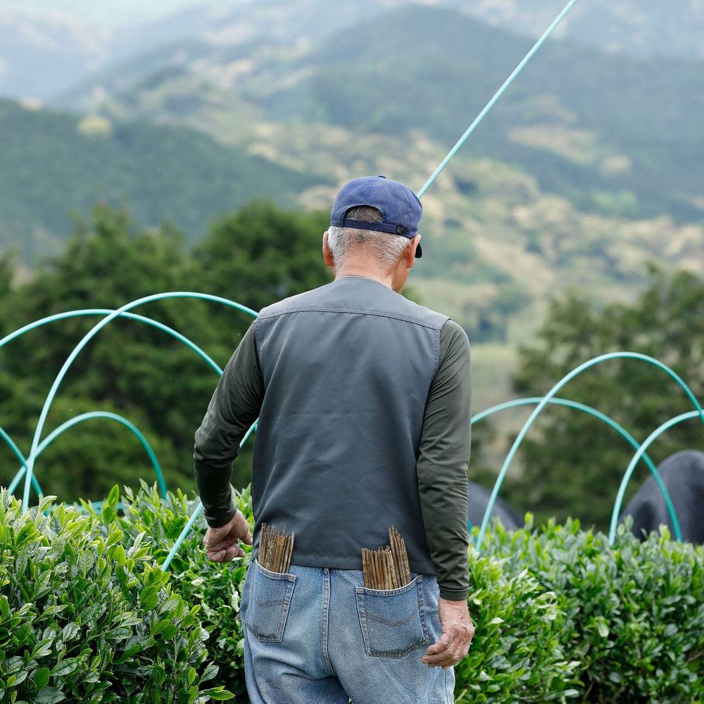 Kobayashi-san's Matcha Tsuyuhikari