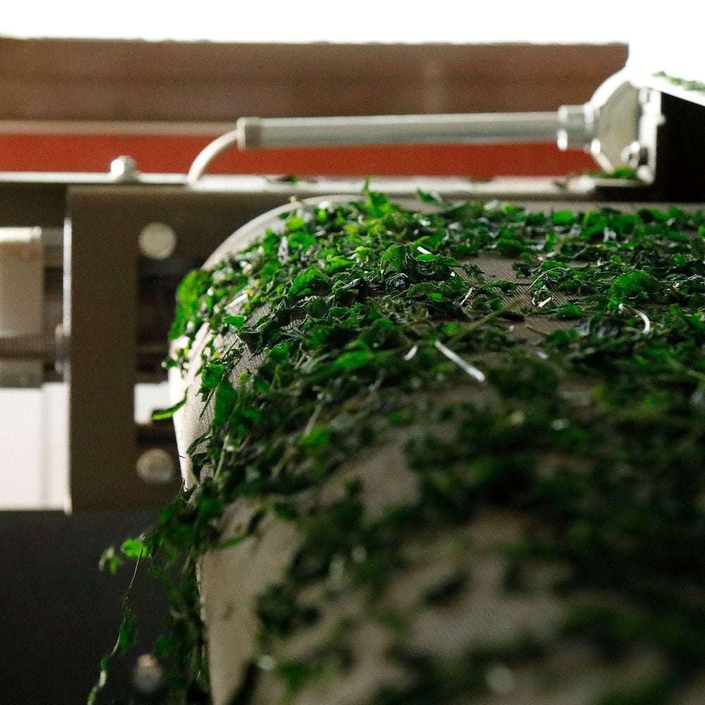 Kobayashi-san's Matcha Tsuyuhikari