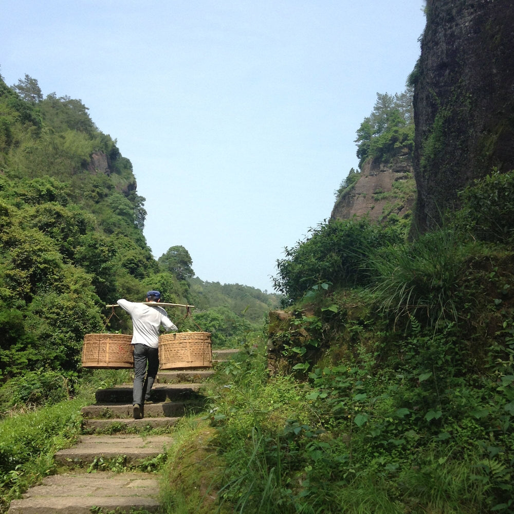 Wuyi Oolong Huang Guan Yin