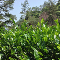 Wuyi Oolong Jin Mu Dan