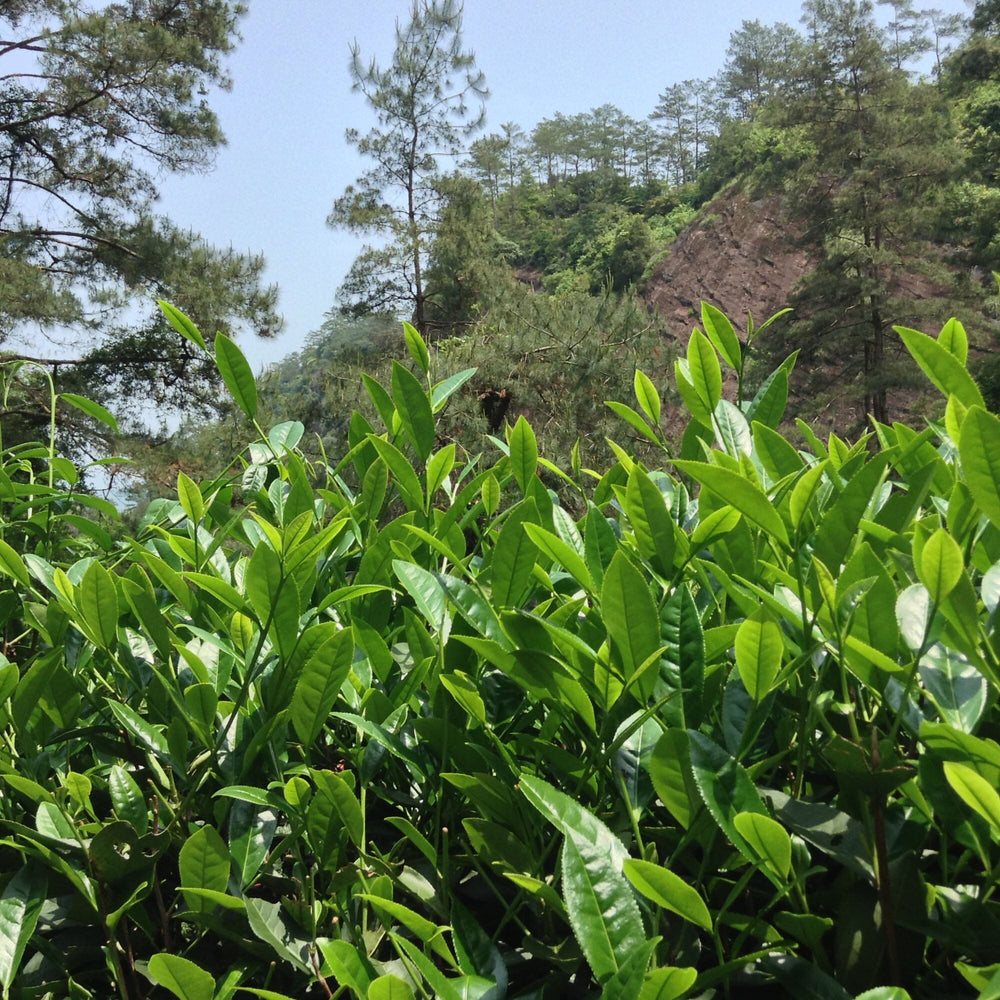 Wuyi Oolong Jin Mu Dan