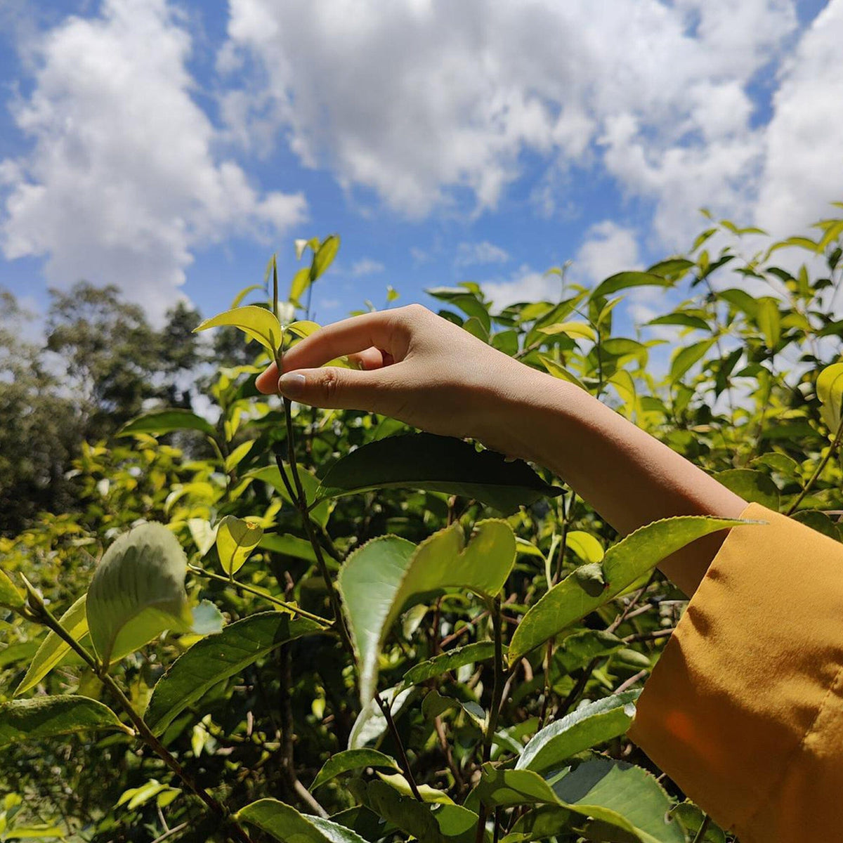 A hand in a yellow sleeve reaches toward green leaves on a bush, reflecting Rishi Tea & Botanicals’ rich tea heritage, set beneath a blue sky with scattered clouds.