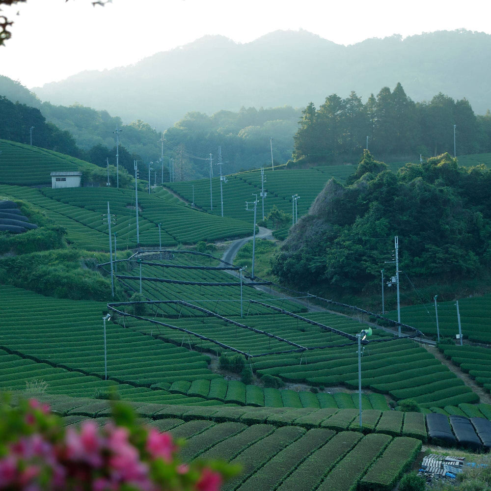 Yabukita Sencha