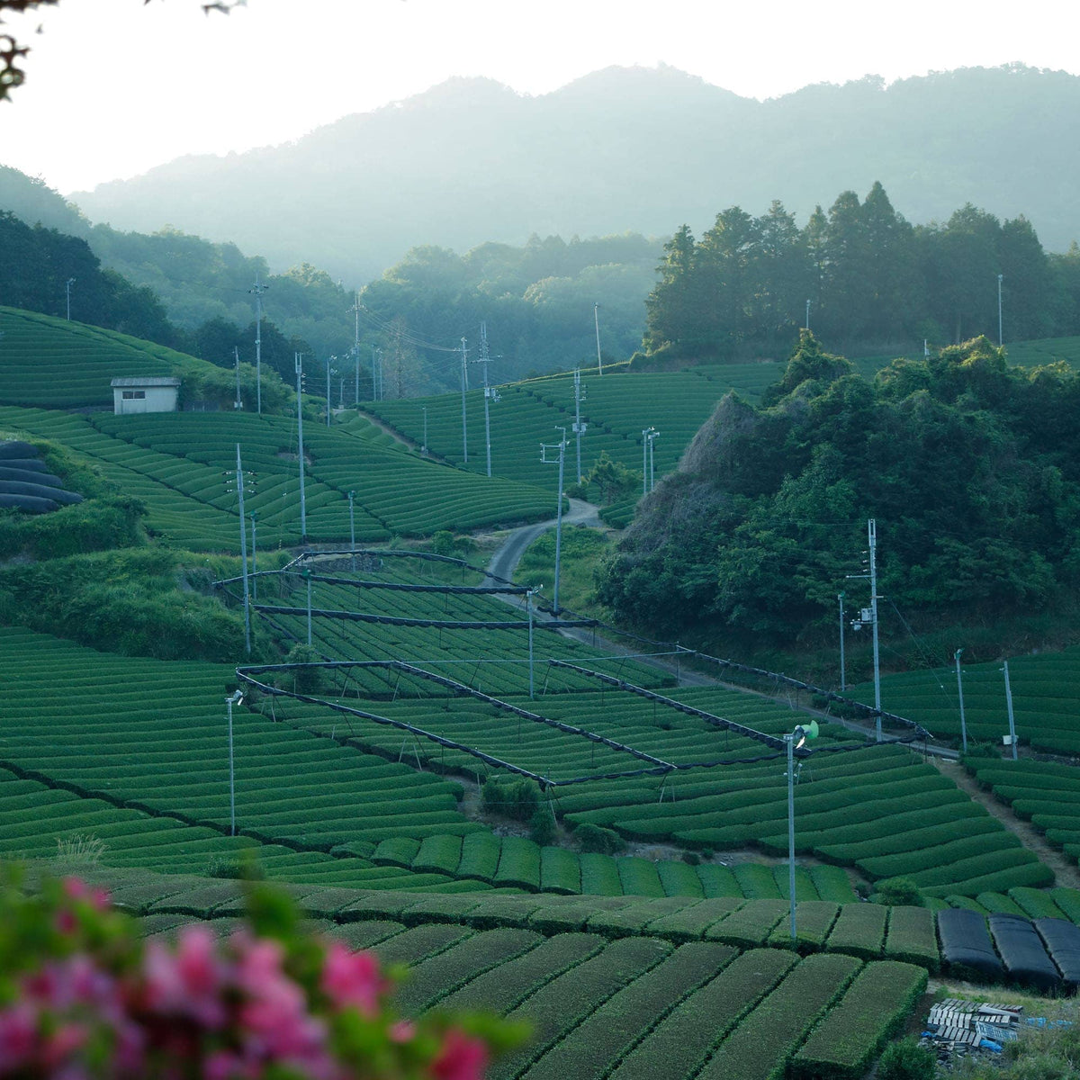 Rows of green tea plants, including prized Uji sencha from Rishi Tea & Botanicals, cover gently rolling hills with utility poles, a small building, and distant misty mountains in the background. Pink flowers appear in the lower left foreground.
